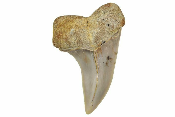 Fossil Shark Tooth (Carcharodon planus) - Bakersfield, CA #351456